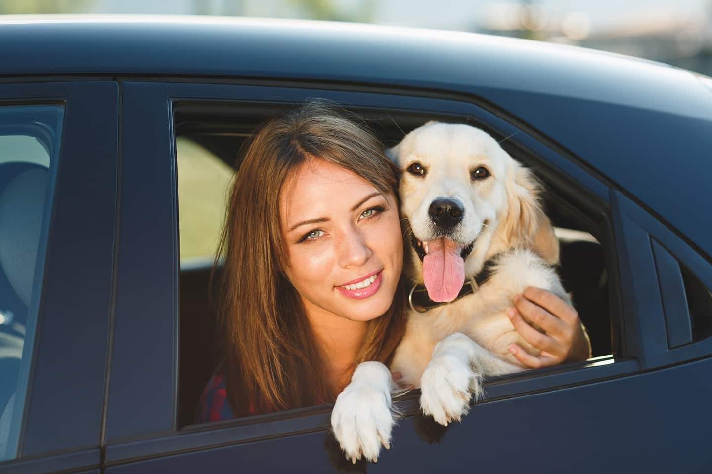 Σκύλος σε αυτοκίνητο διακοπες