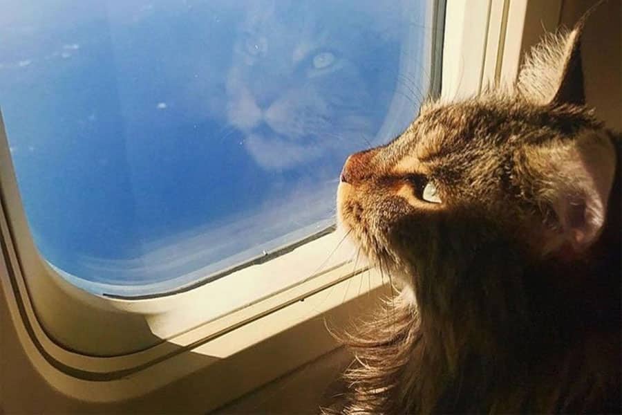 γατα σε αεροπλανο