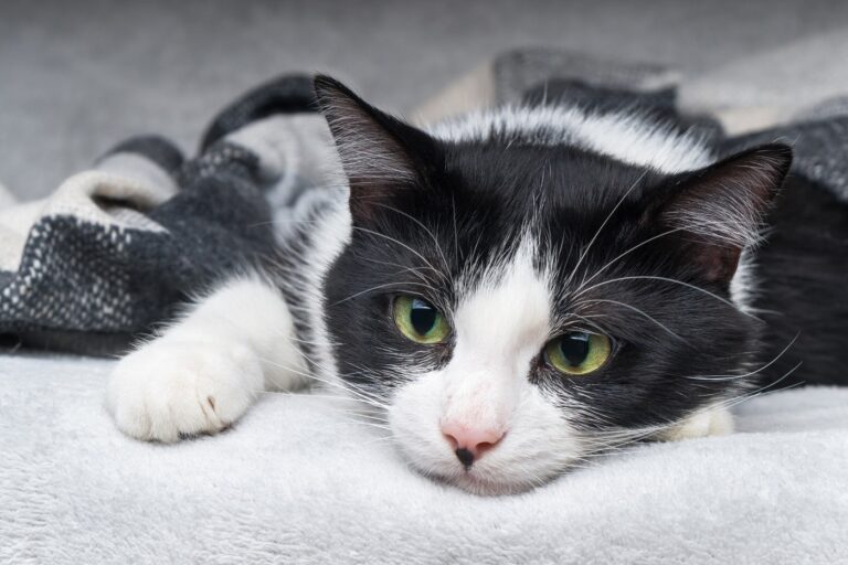 Where should I leave my cat on holiday?