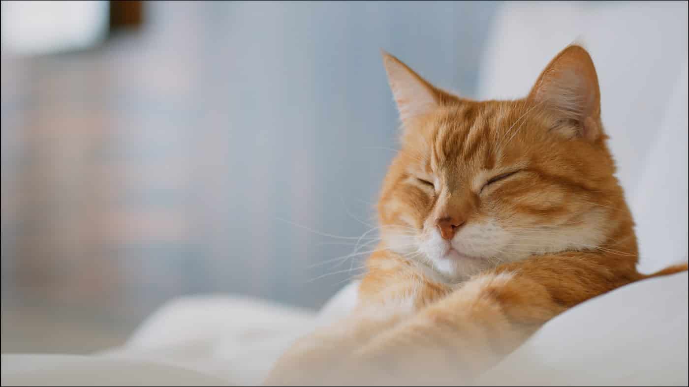 cat on holiday